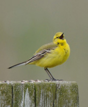Yellow Wagtail - click for a larger image
